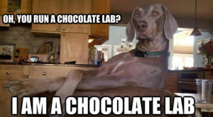 funny dog i am a chocolate lab