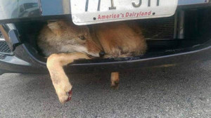 ... coyote stuck in the grill of his vehicle.Frank Abderholden/Sun-Times