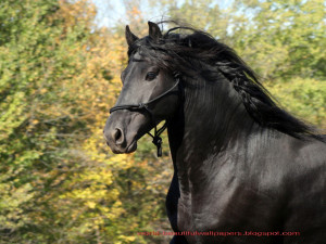 Beautiful Wallpapers: friesian horse pictures
