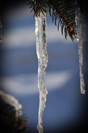 realized this morning why we used to put tinsel icicles on our ...