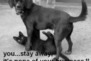 funny-pics.coFunny black cat and dog image