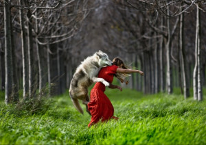 Displaying (20) Gallery Images For Wolf Attacking Human...