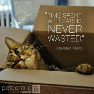 Time spent with cats.....