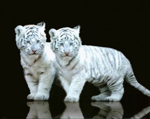 Cubs: Tiger Cubs are born blind and weigh about 1 kg, and live on milk ...