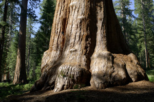 Yosemite National Park Trees