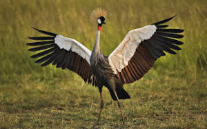 Crane Bird Facts and Images-Photos