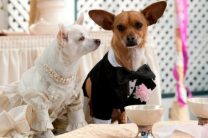 Beverly Hills Chihuahua 2 (2011 Video)