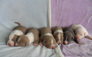 cachorros-american-pitbull-terrier-blue-fawn-blue-y-white-10269 ...