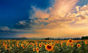 Sunflowers via Carol's Country Sunshine on Facebook