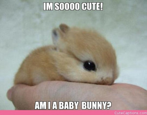 IM SOOOO CUTE!, AM I A BABY BUNNY?