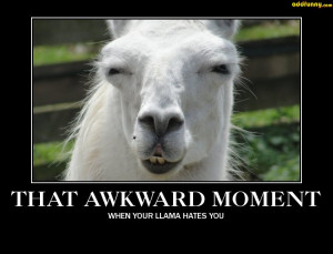 Awkward Moment Llama Humor Funny Pictures Add
