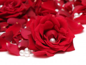 Roses Romantic Roses