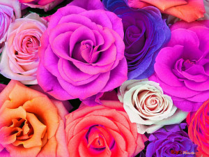 Colorful flowers Images