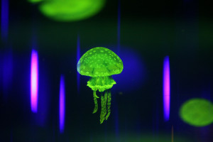 pb-110331-jellyfish-green-ps.jpg