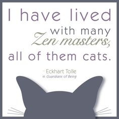tolle quote zen master cats more quotes zen google search cats zen ...
