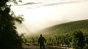... the wine harvest season in Rutherford, California in this file photo