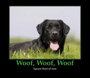black Labrador retriever in Montana is famous for his Math Skills.