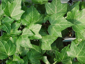 ivy desert of these plants adapted and creates trailing ivy neither ...