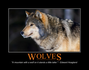 Wolves Keep the Ecosystem in Balance