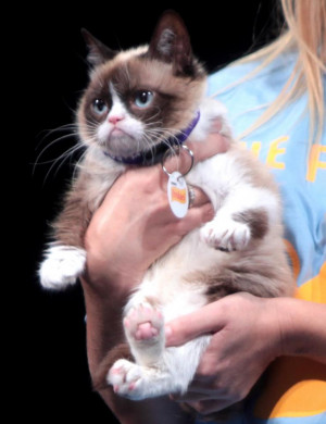 Grumpy Cat's $100 Million Scowl: How Being Unimpressed Made A Feline ...