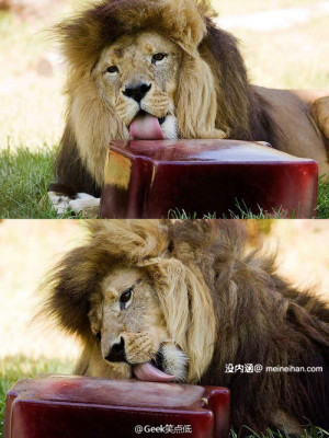 澳村最近巨热，所以动物园给狮子喂冻成冰的血块 ...