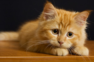Sad cat by Shutterstock.com.
