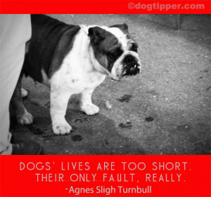 Dog Loss Quotes Dog quotes: sad quotes, loss,