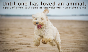 Love Your Dog Quotes