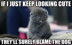 Cute cat memes are one of those rare things that will never get old ...