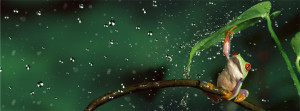Frog-In-Rain-Facebook-Cover-Photo