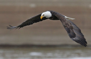 Video: Bald Eagles on full display in Alton : Stltoday