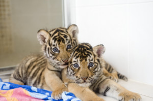Cute Bengal Tiger Cubs