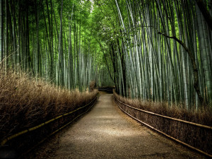 Tag: Bamboo Forest Wallpapers, Images, Photos, Pictures and ...