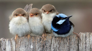 MORE BUGS PLEASE: Superb Fairy Wren chicks and an exhausted father ...