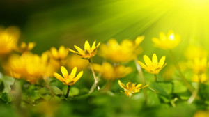 sunshine wallpapers flowers yellow flower 1920x1080 mrwallpaper.com