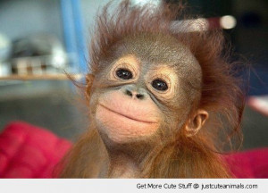 cute-animals-monkey-baby-orangutan-happy-smiling-posing-pics
