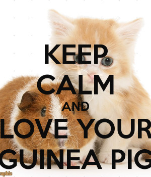 Keep Calm And Love Guinea Pigs