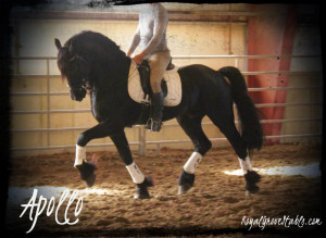 APOLLO ~ Ster Friesian Stallion standing at stud at Royal Grove ...