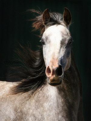 Arabian Horse: Horses Arabian, Equine, Arabianhors Beauty, Grey ...