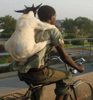 Goats In Weird Places or Goats Are Awesome