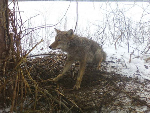 Gettin the hang of it Looks like some big boys