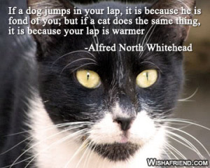 Cat Quote