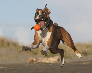 Funny → Charlie The Boxer Dog