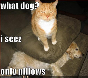 funny pictures cat hides dog under a pillow