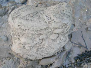 Trace Fossils