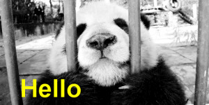 cute lol laughing meme laugh panda hello haha lol gif panda bear hello ...