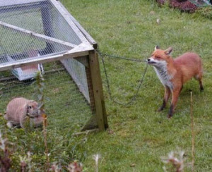 Is it as cunning as a fox who's just been appointed professor of ...