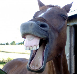 Toothy horse grins at camera, mouth wide open, lips exposing upper ...