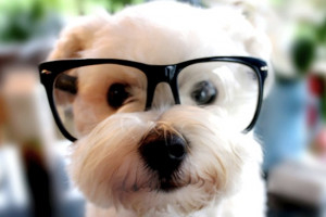 Funny Cute Puppy With Glasses Best Photographs 2013