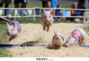 funny piglet running race